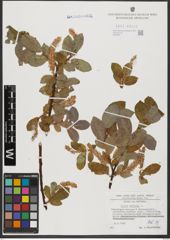 Foto von Salix hastata L.